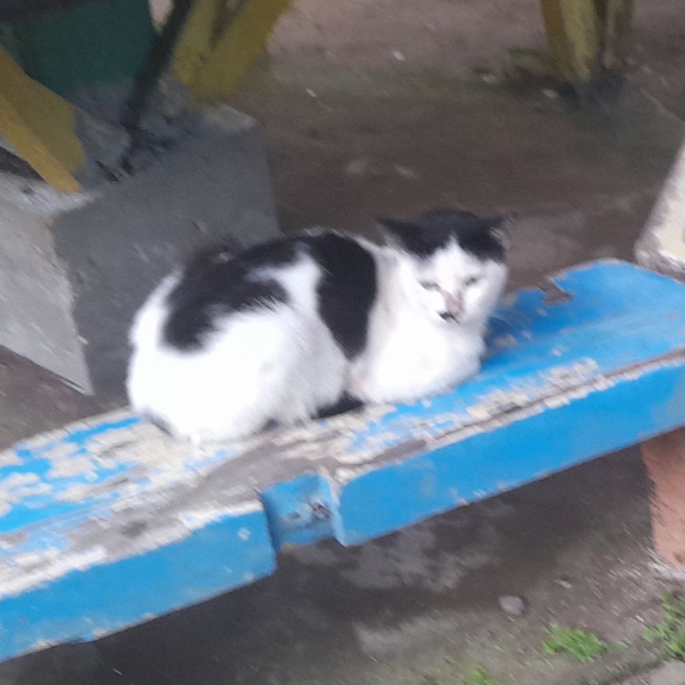 Mukko