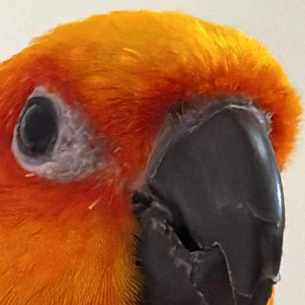 cornucopian