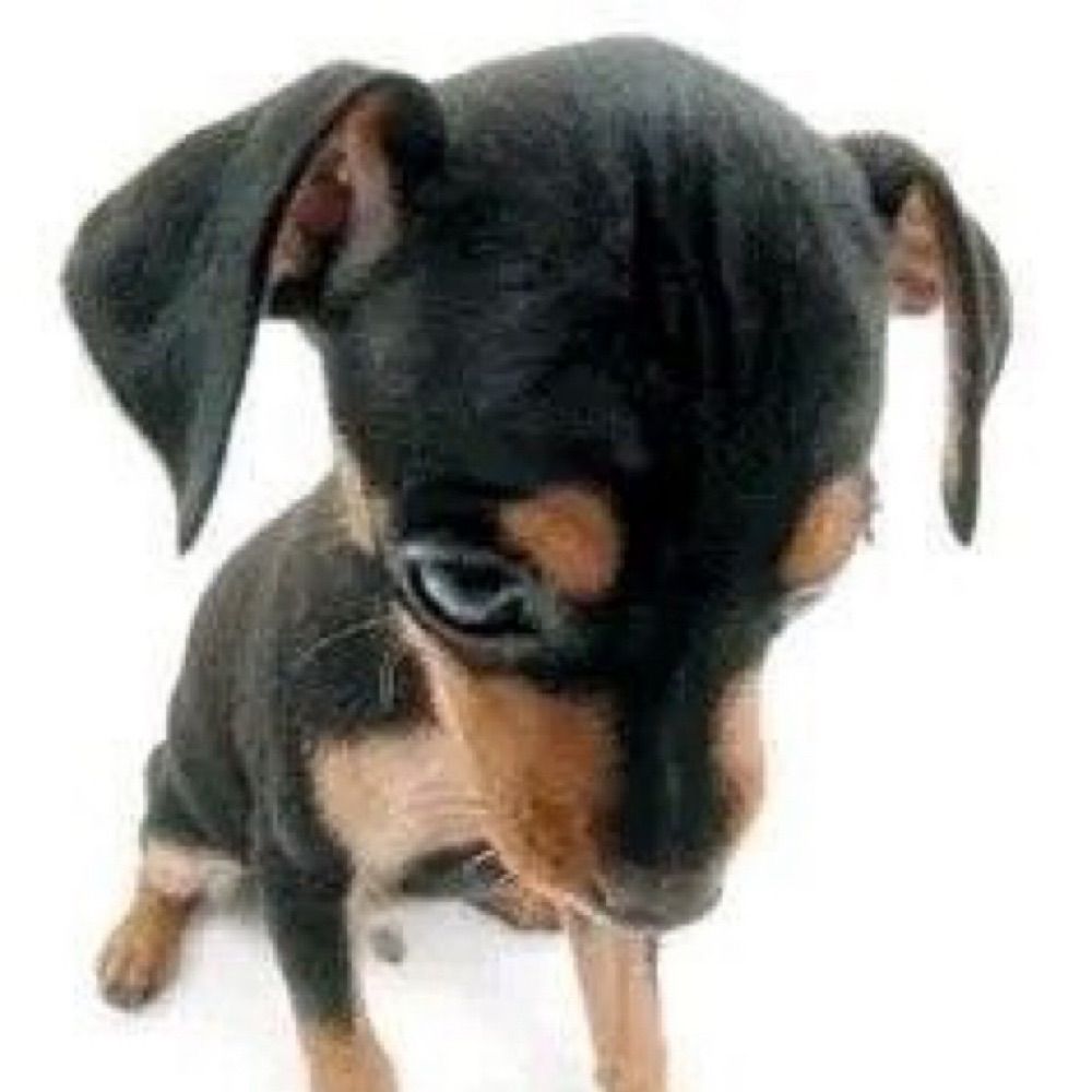 heitor