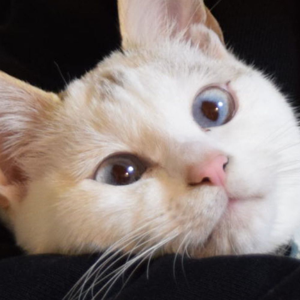 Suku
