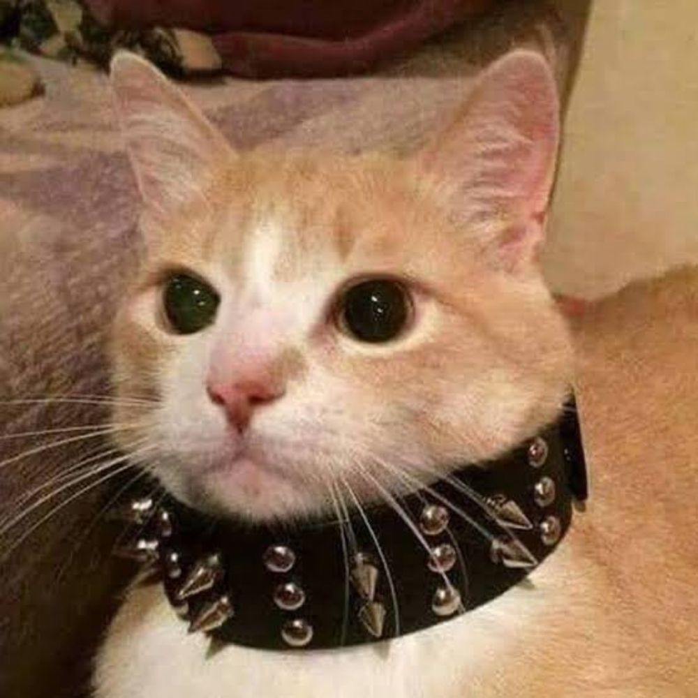 dan