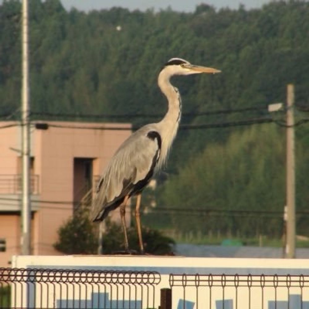 常磐の住人