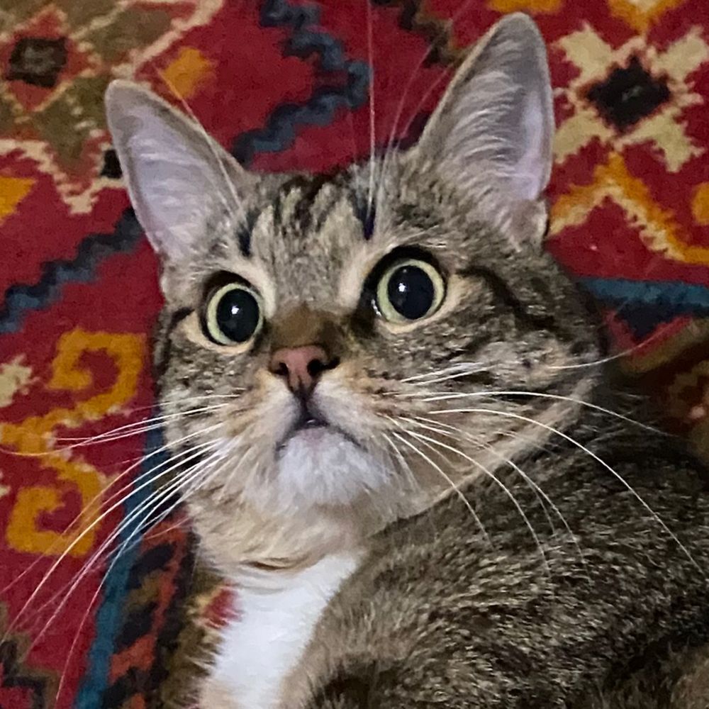 катямікотова
