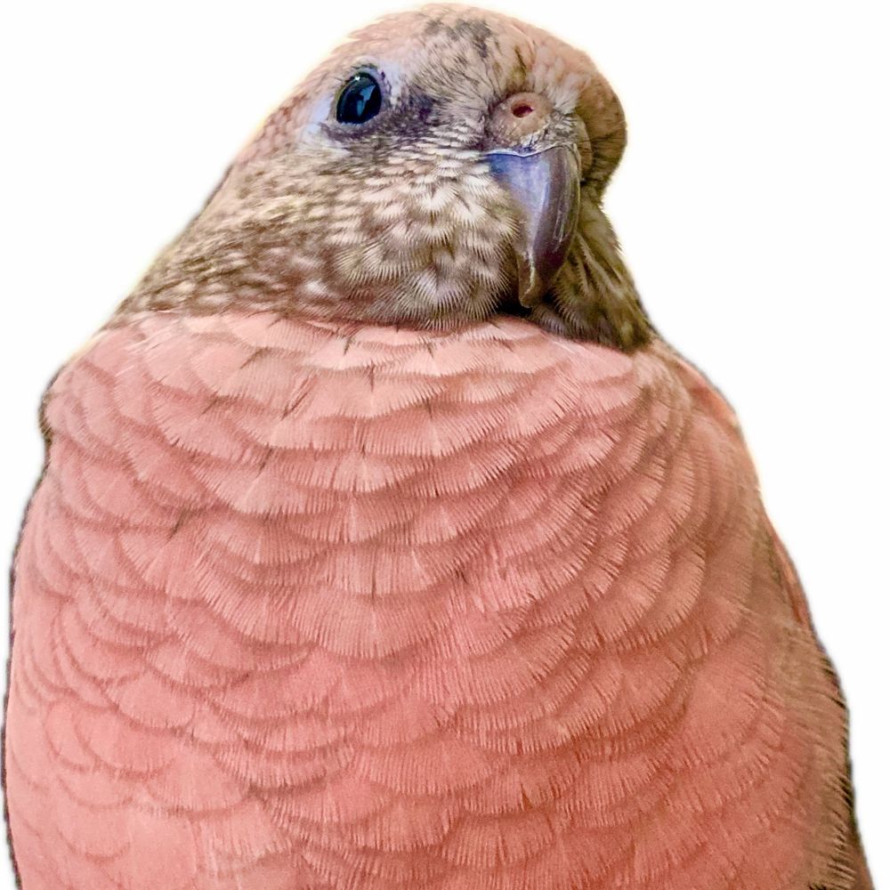 でぃーん🦅