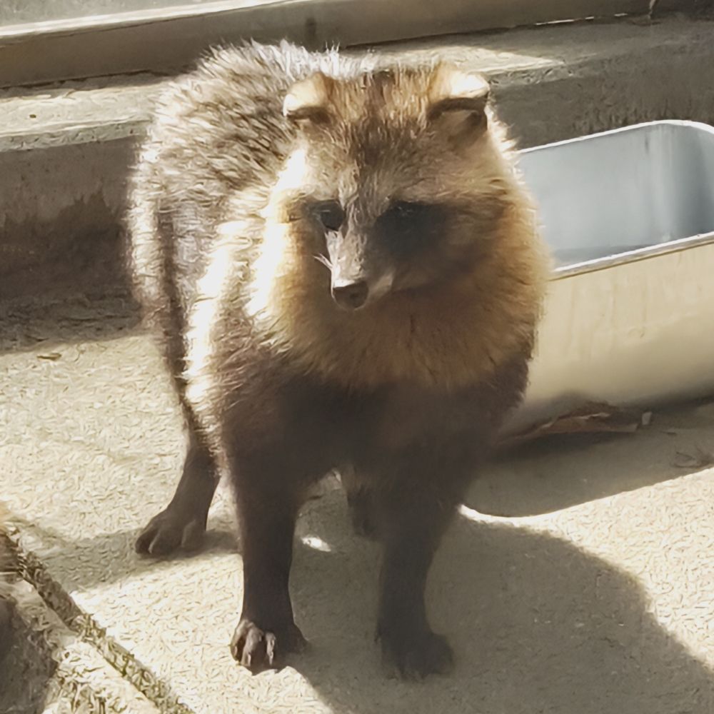 たぬぽんこ