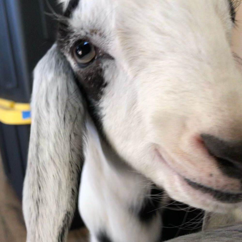 Little Bitty Animal Sanctuary, Inc.