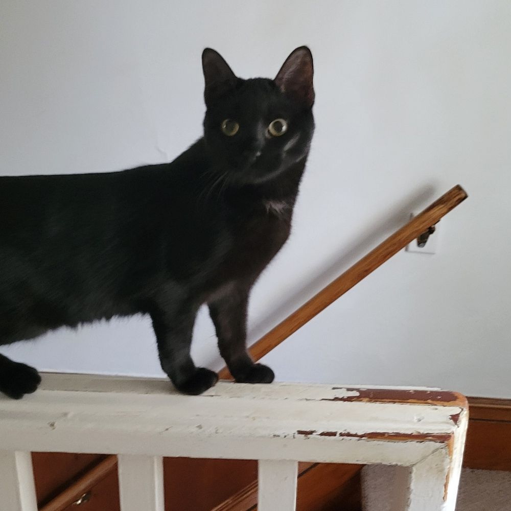 Charcoal Charlie