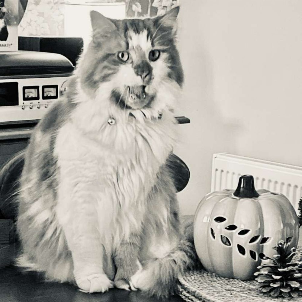 Jasper 