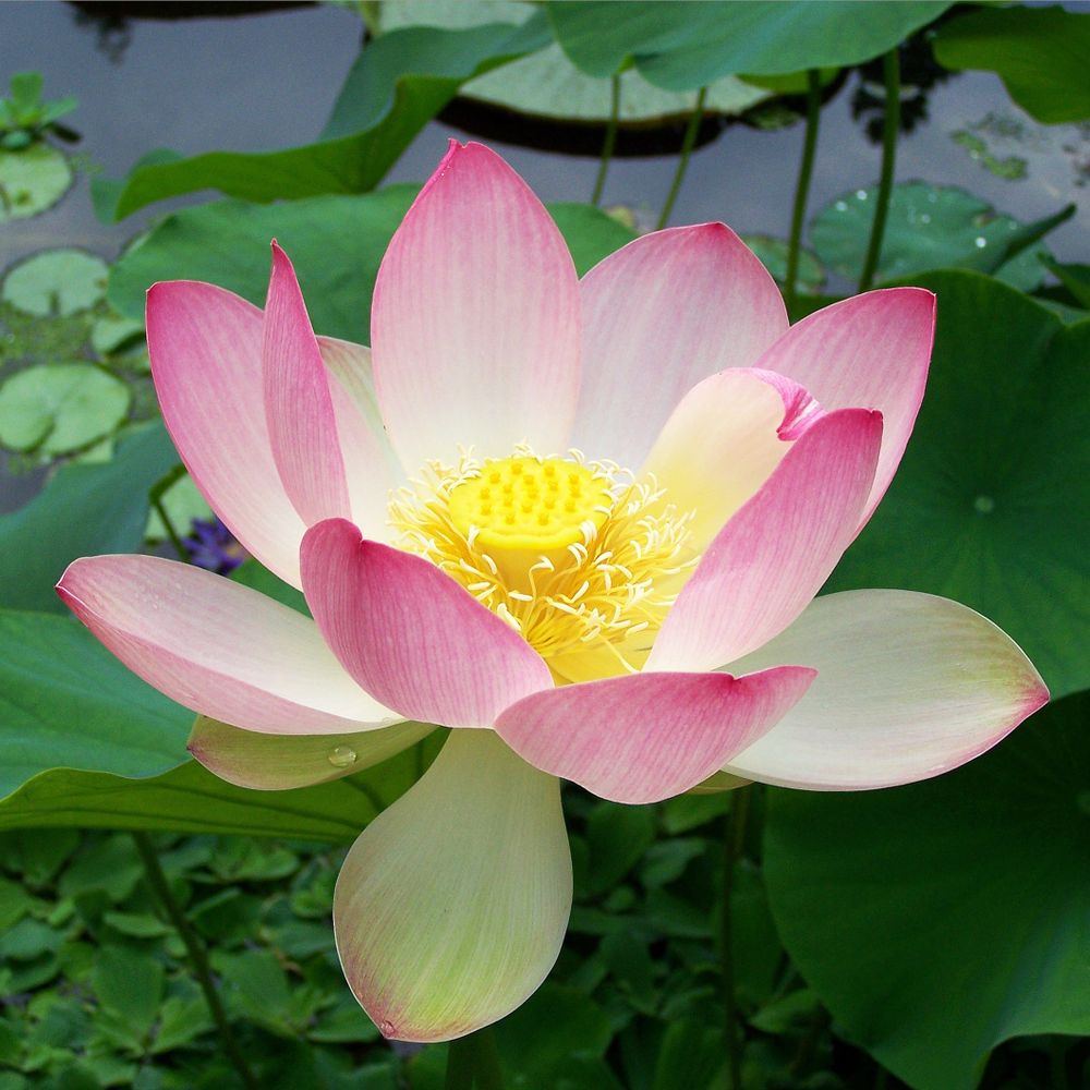 Lotus 🪷