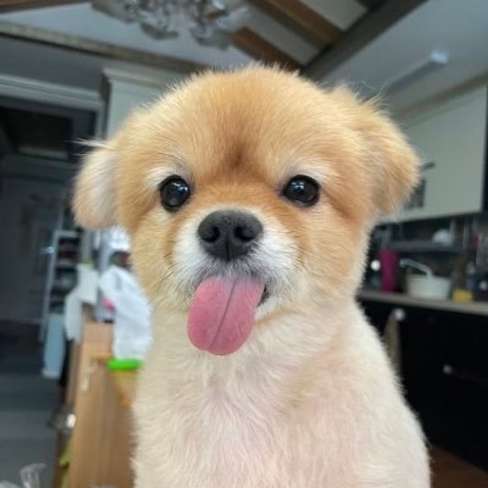 팡구이모