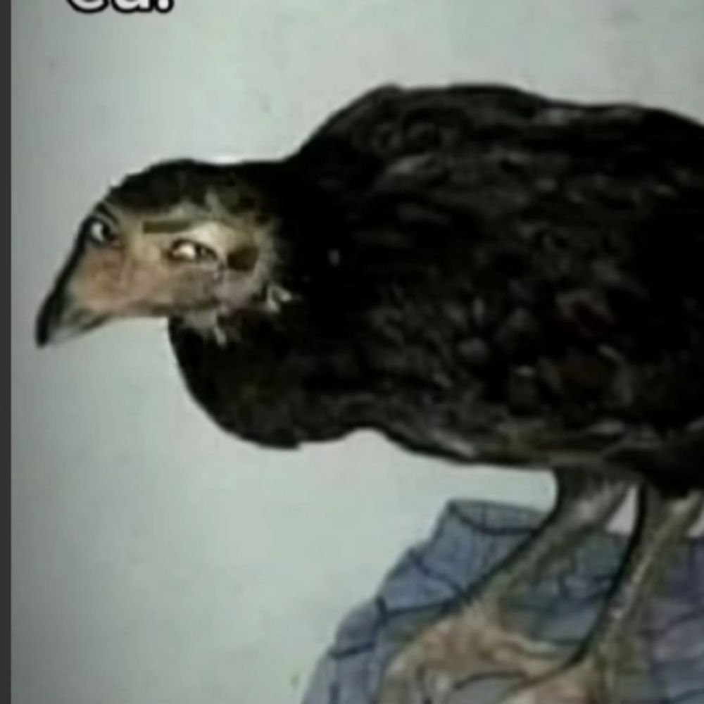 Urubu maligno 