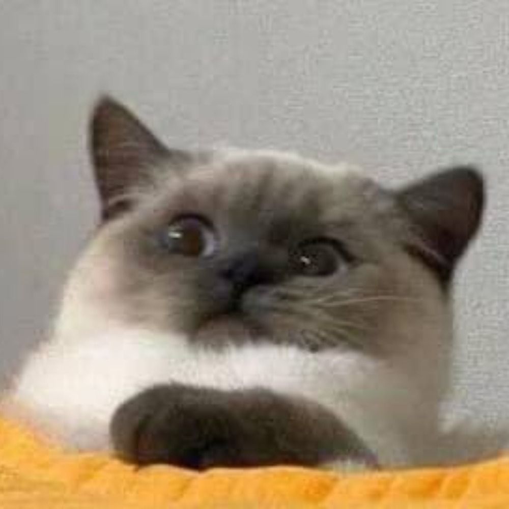MeowMii ( ' ' ) 