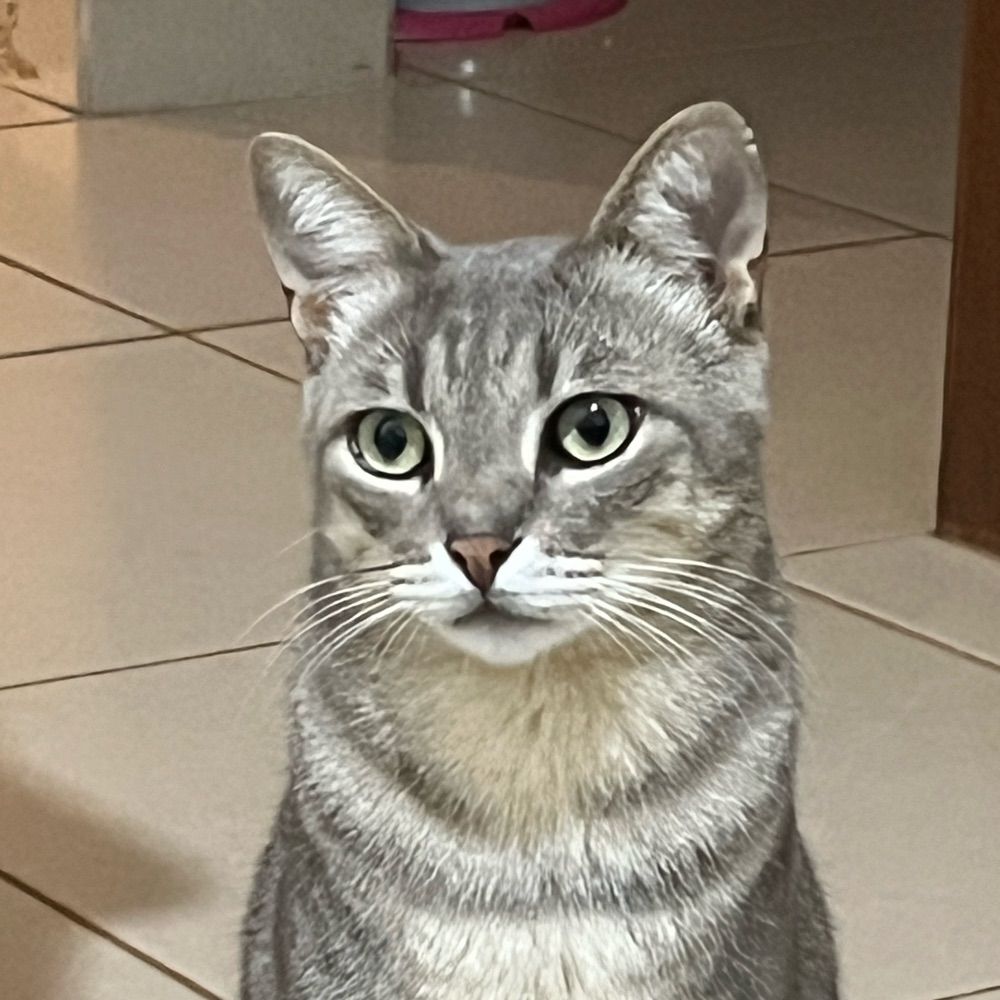 lele