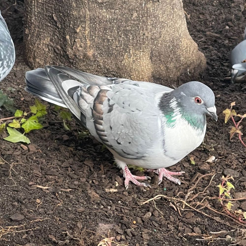 Pigeons 🐦🤎