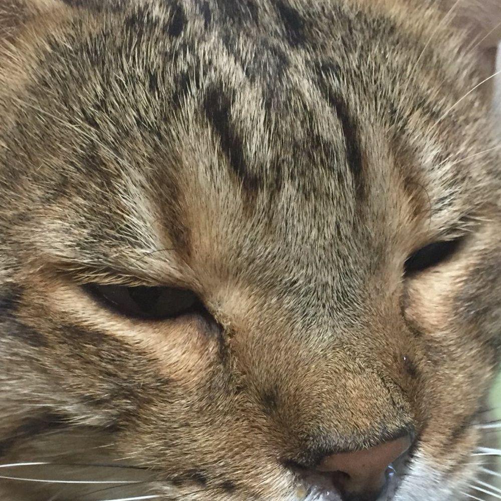 宗介