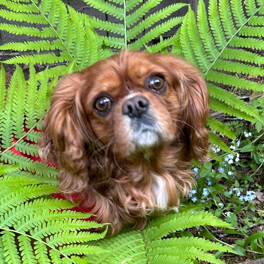 Biscuit, a rescue Ruby Cavalier King Charles Spaniel