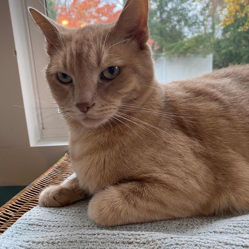 Mooch the Cat