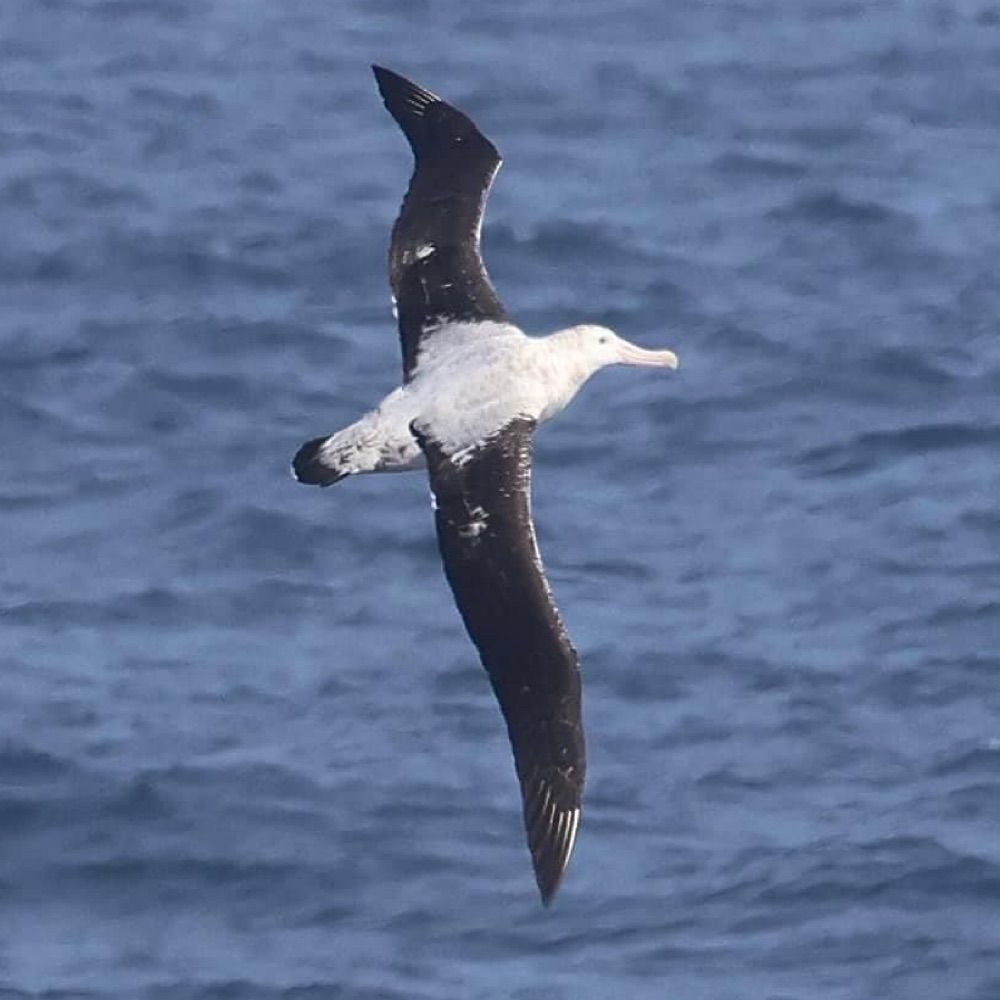 Erro Albatross