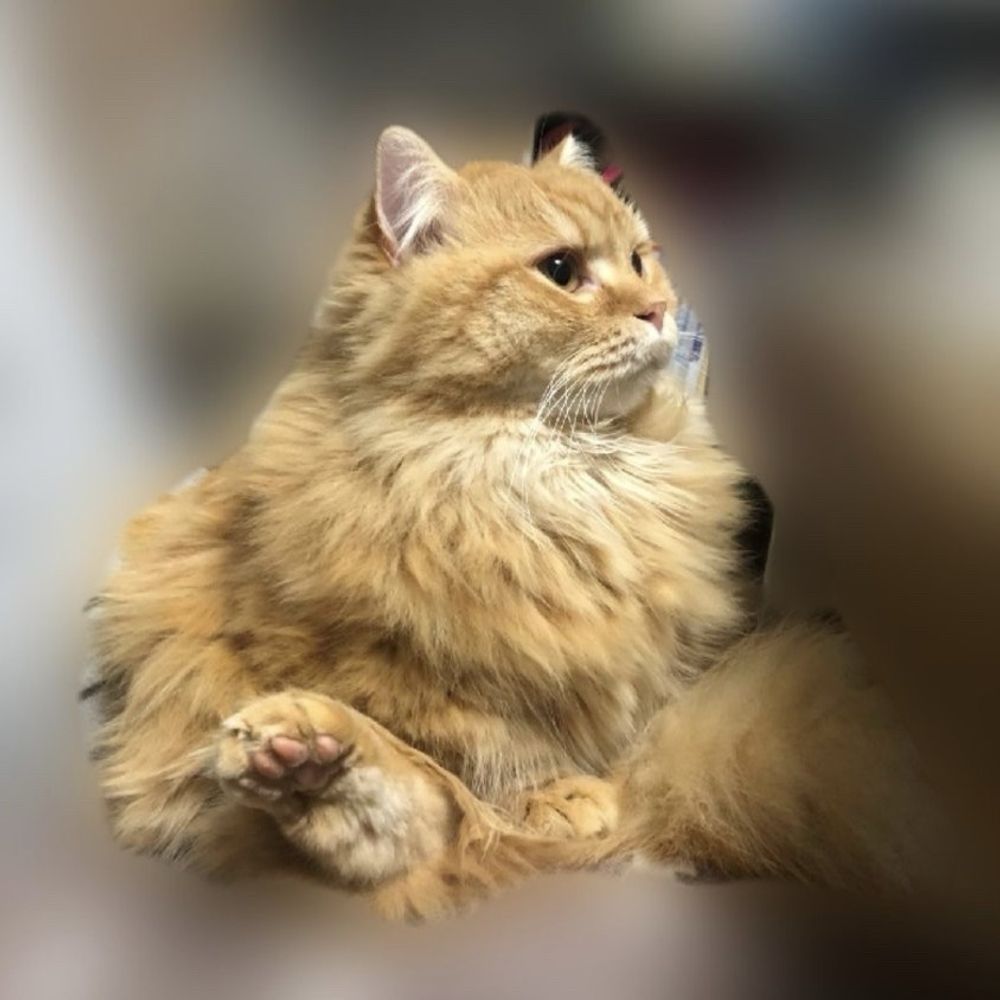勝たんしか動物l