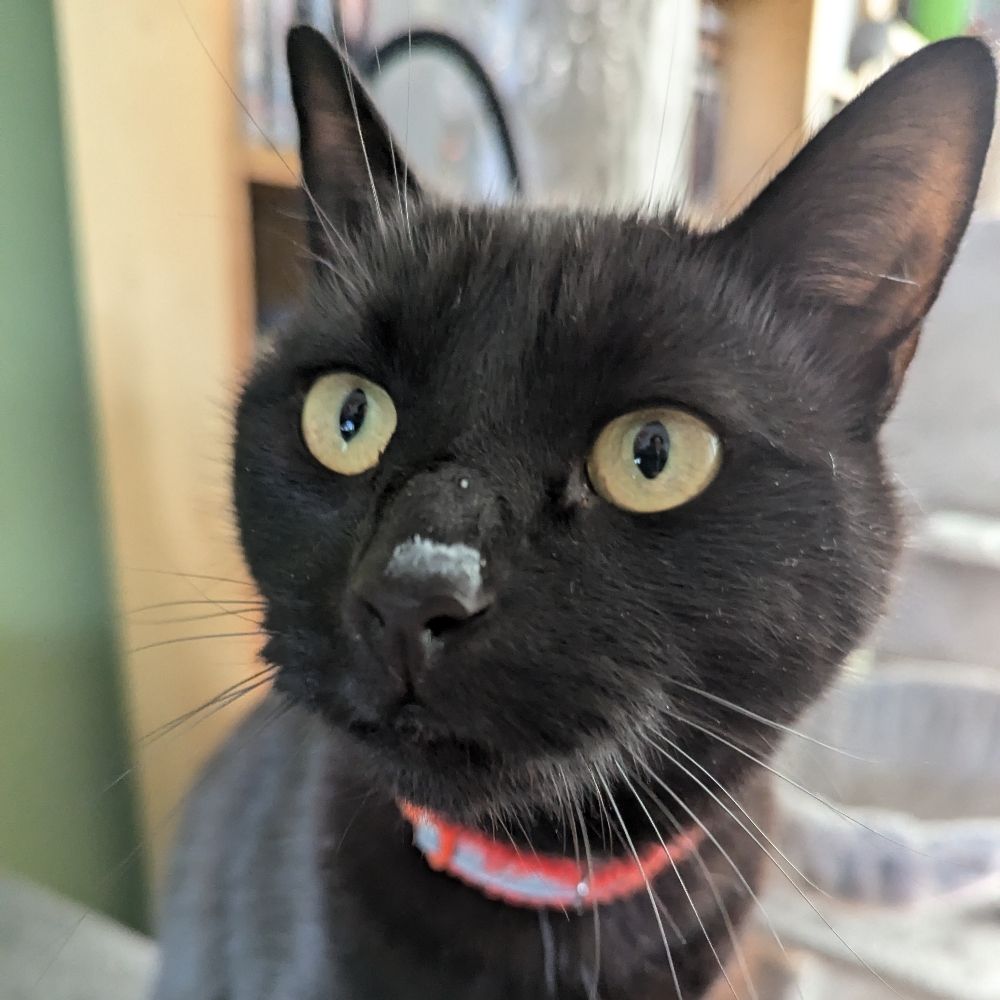 Zoë