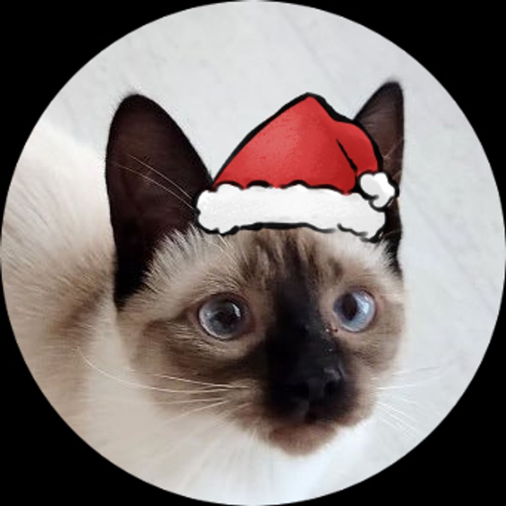 🌟🎄무물PING 🎄🌟