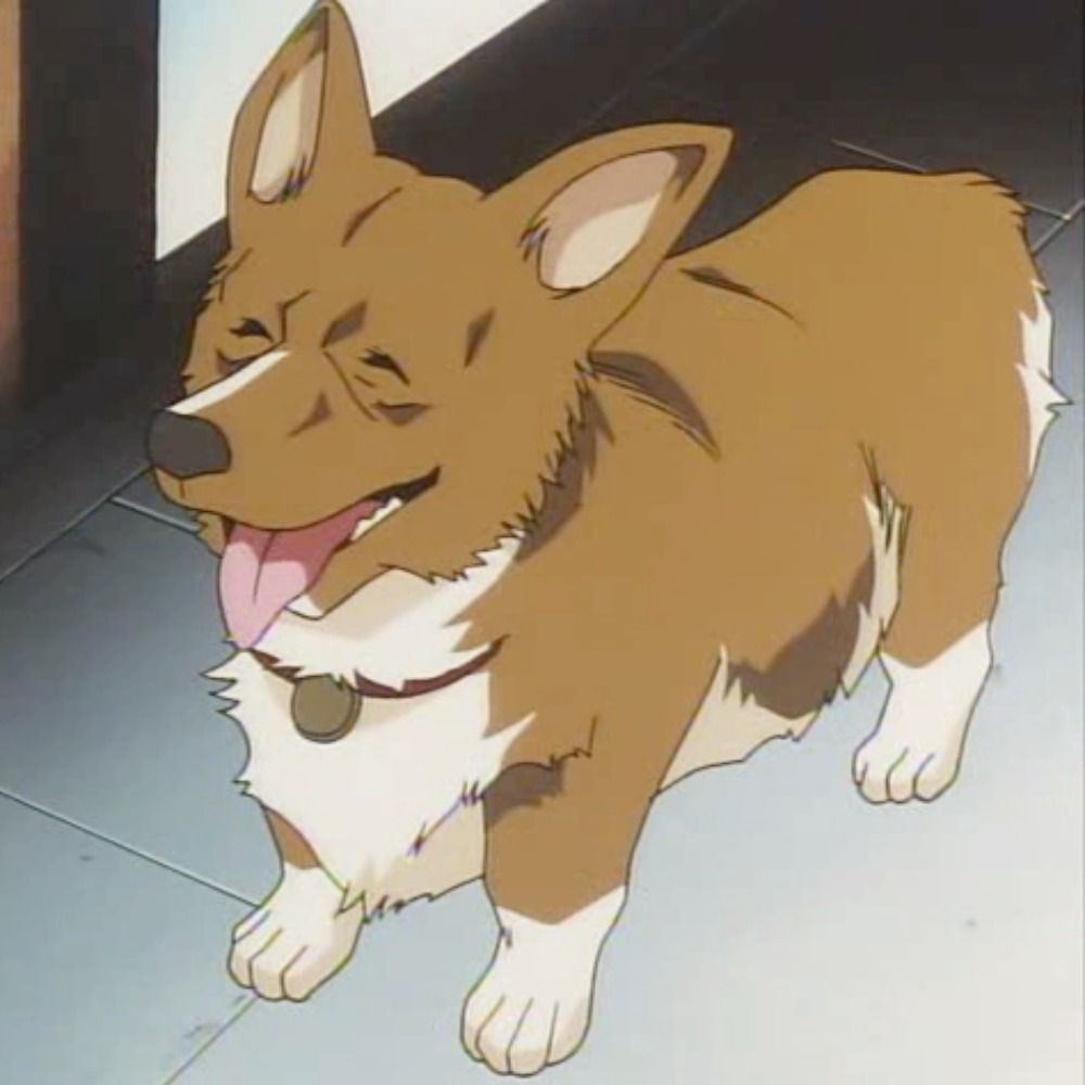 Corgi