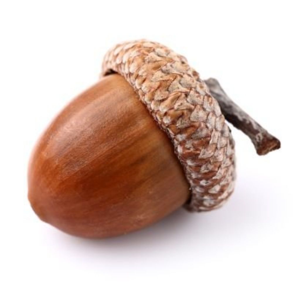 Acorncut