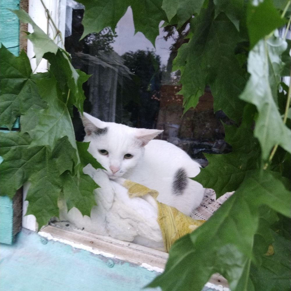 Зеленоглазая 👁️💚
