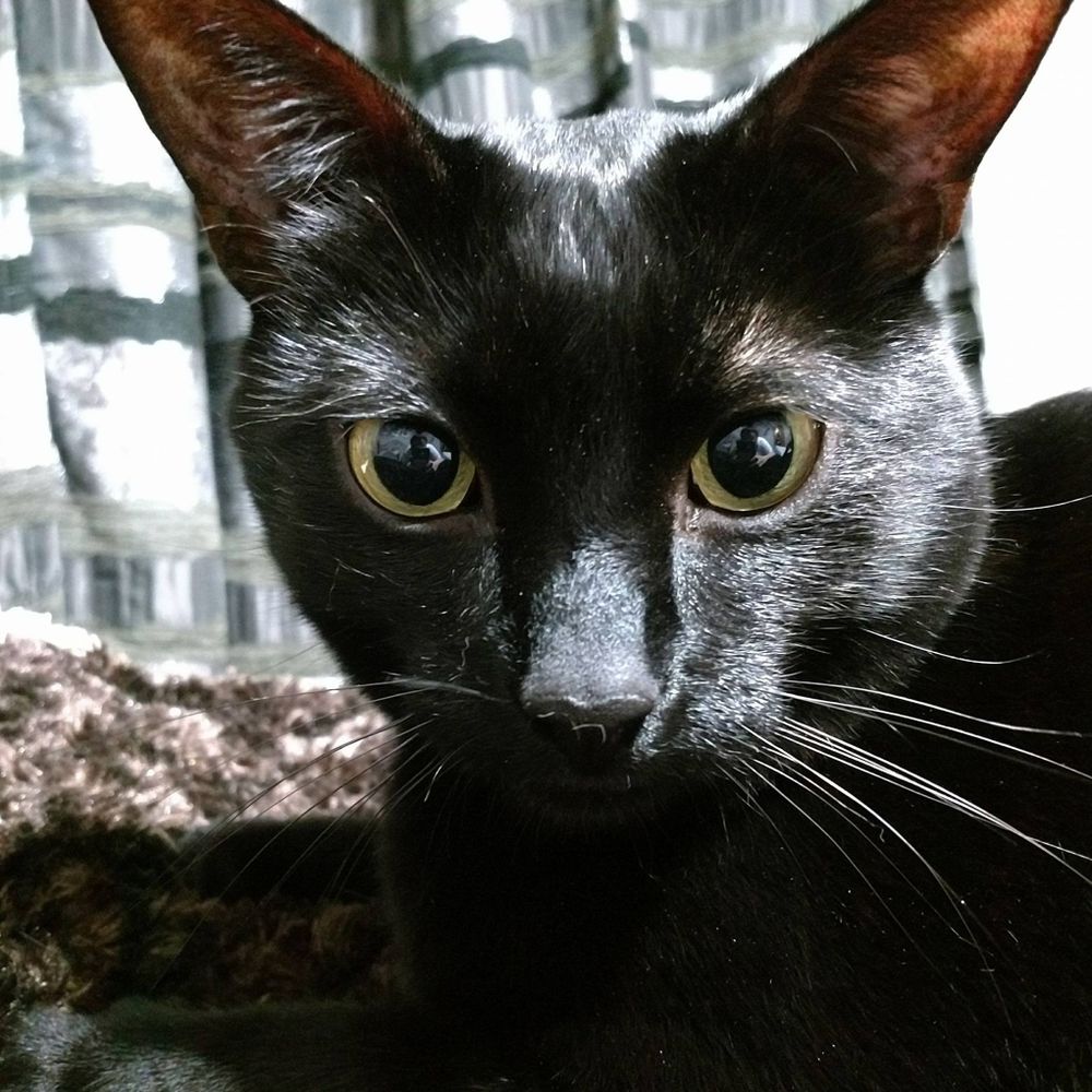 Black Cat Whisky