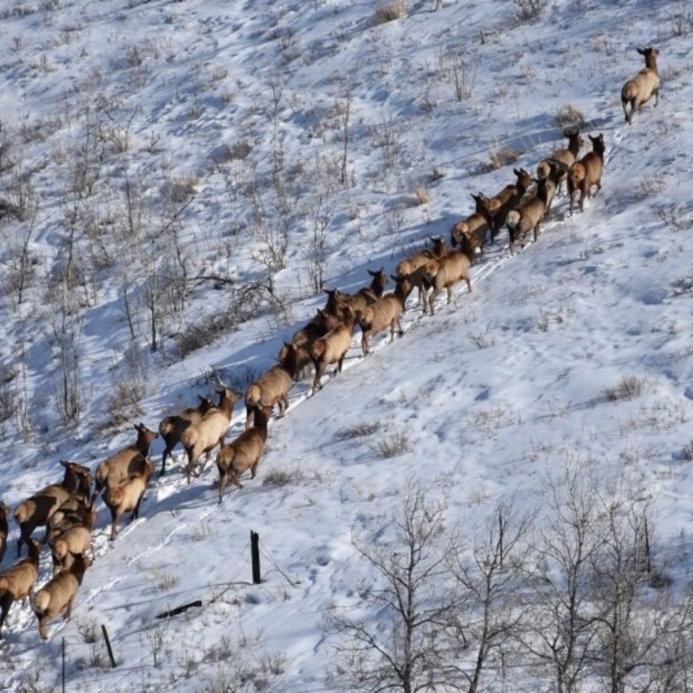 Elk Queue