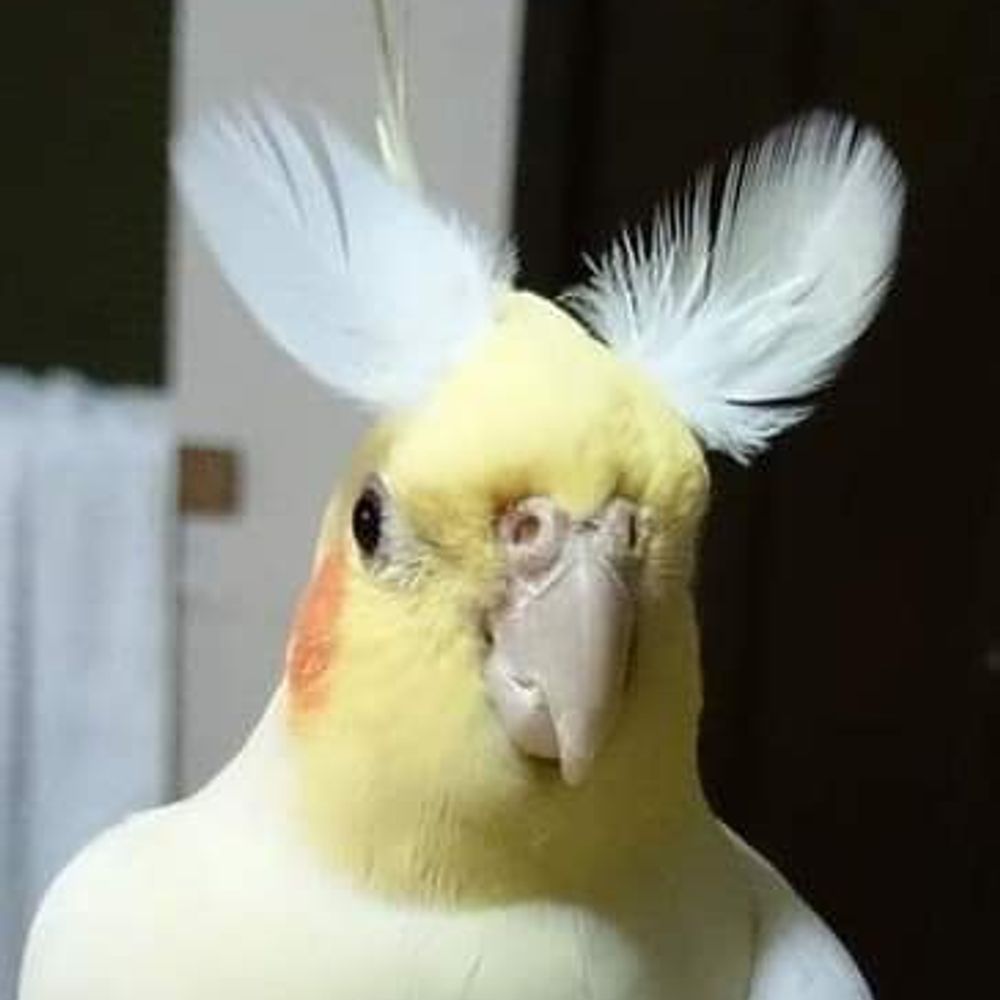 摩斯拉