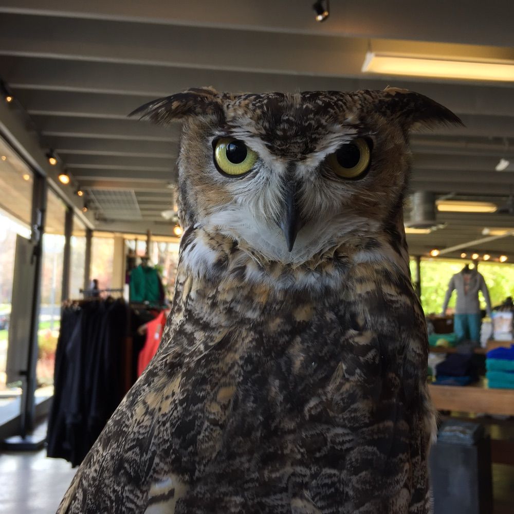 HawkWatch International