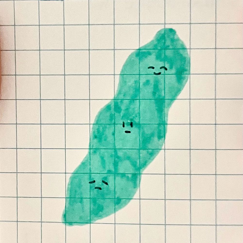 えんどうまめ