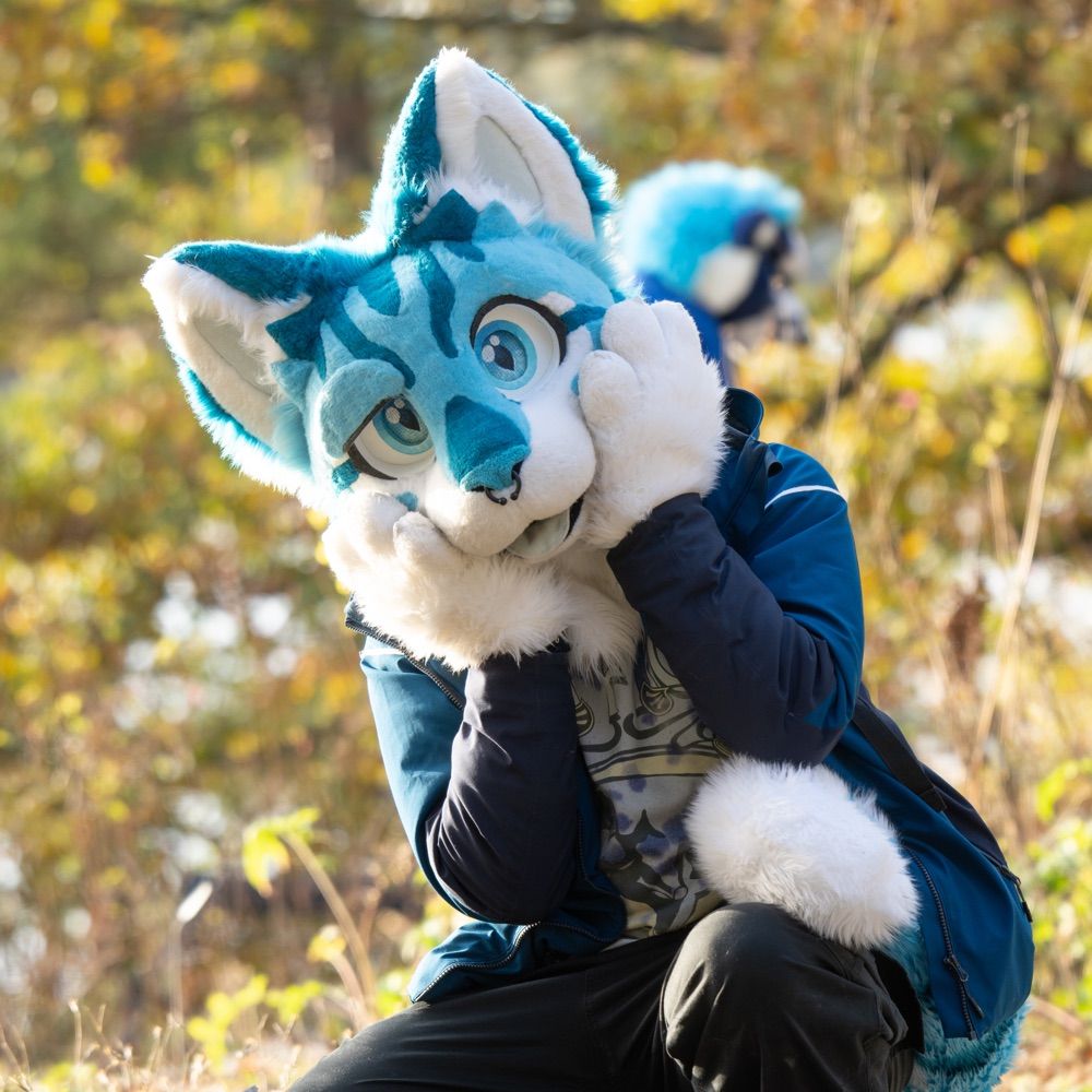 Atlas the blue cat