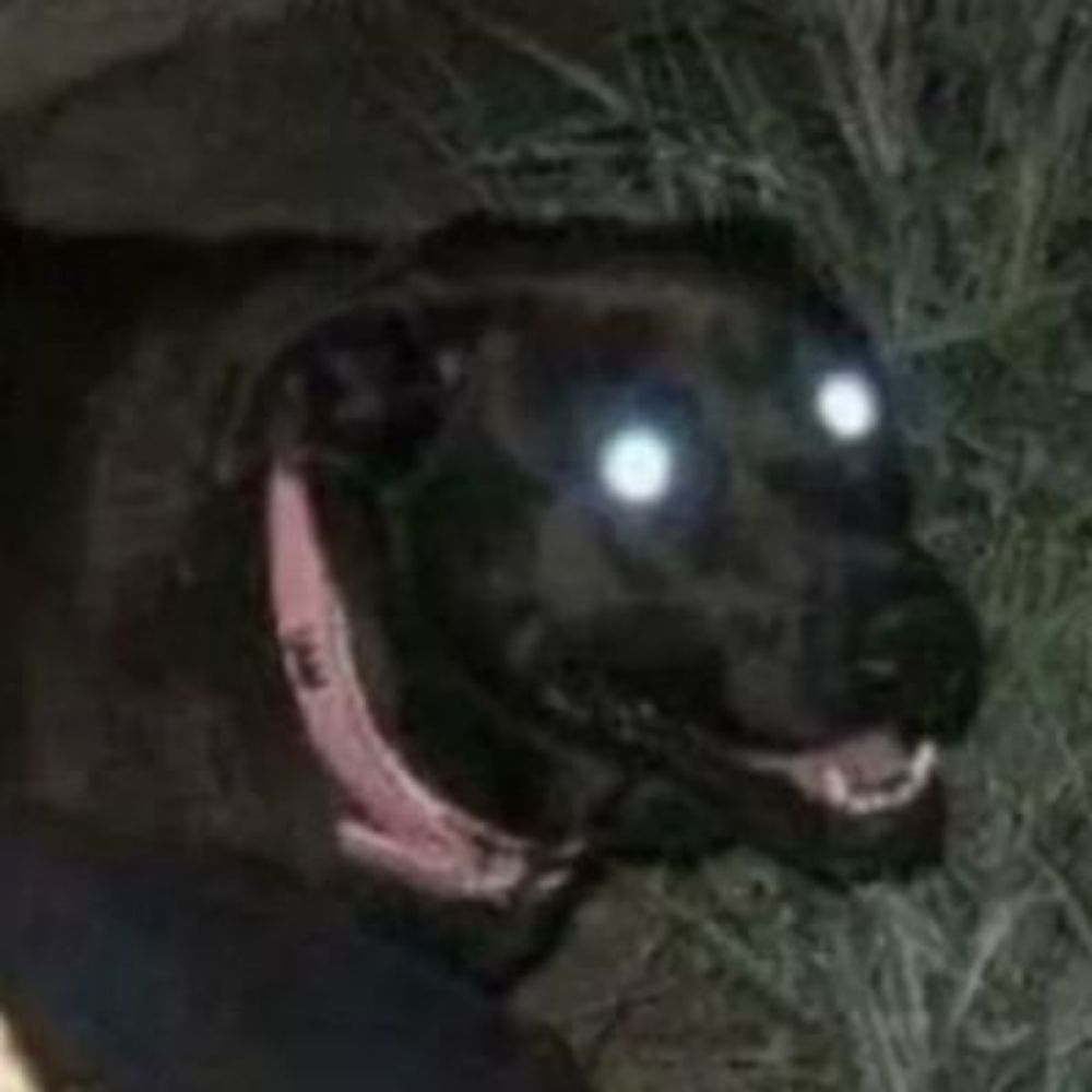 Cachorro Louco do Comunismo 