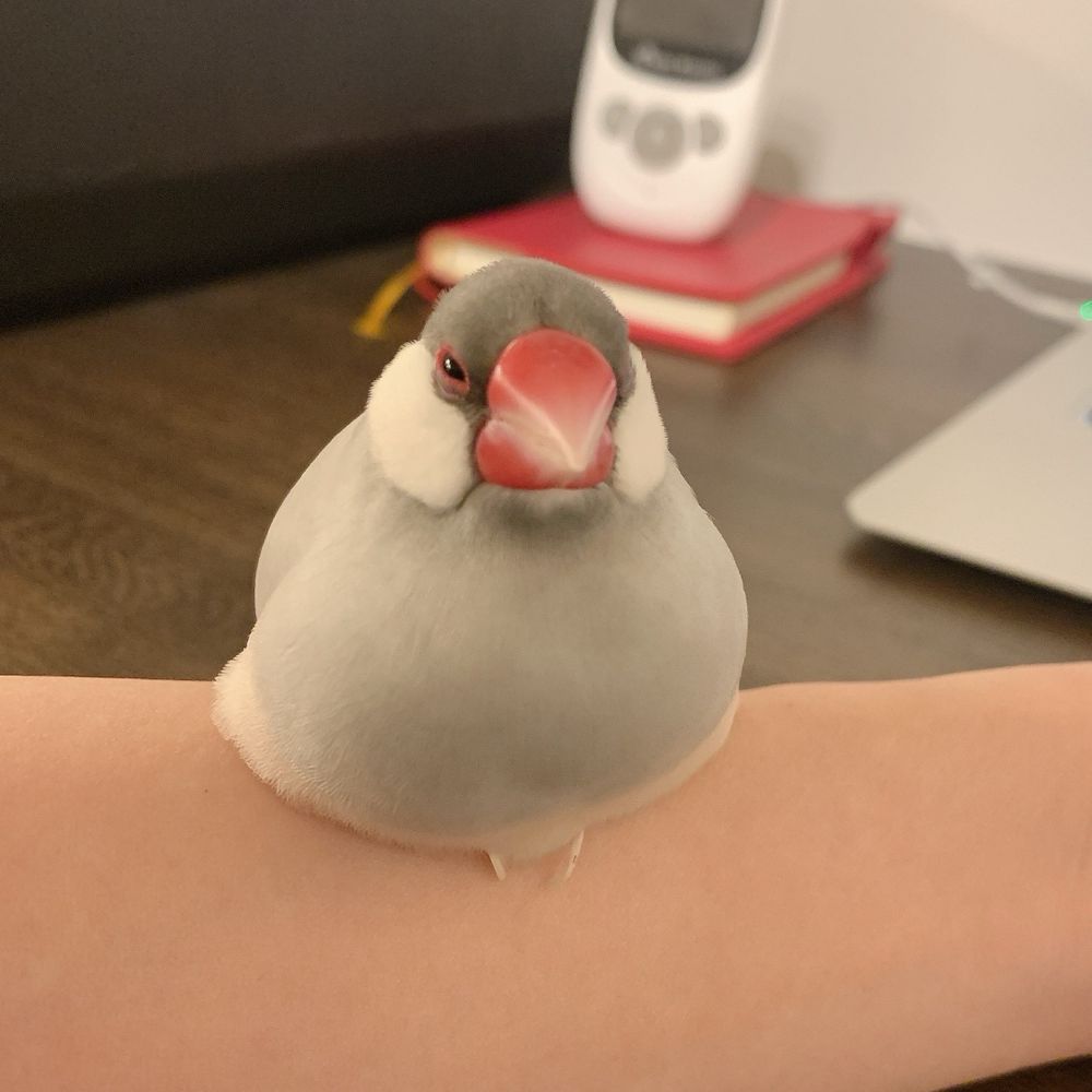 ち子
