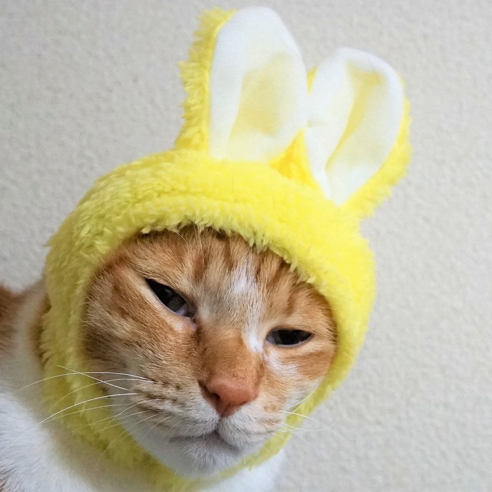 ねこたま　みすず