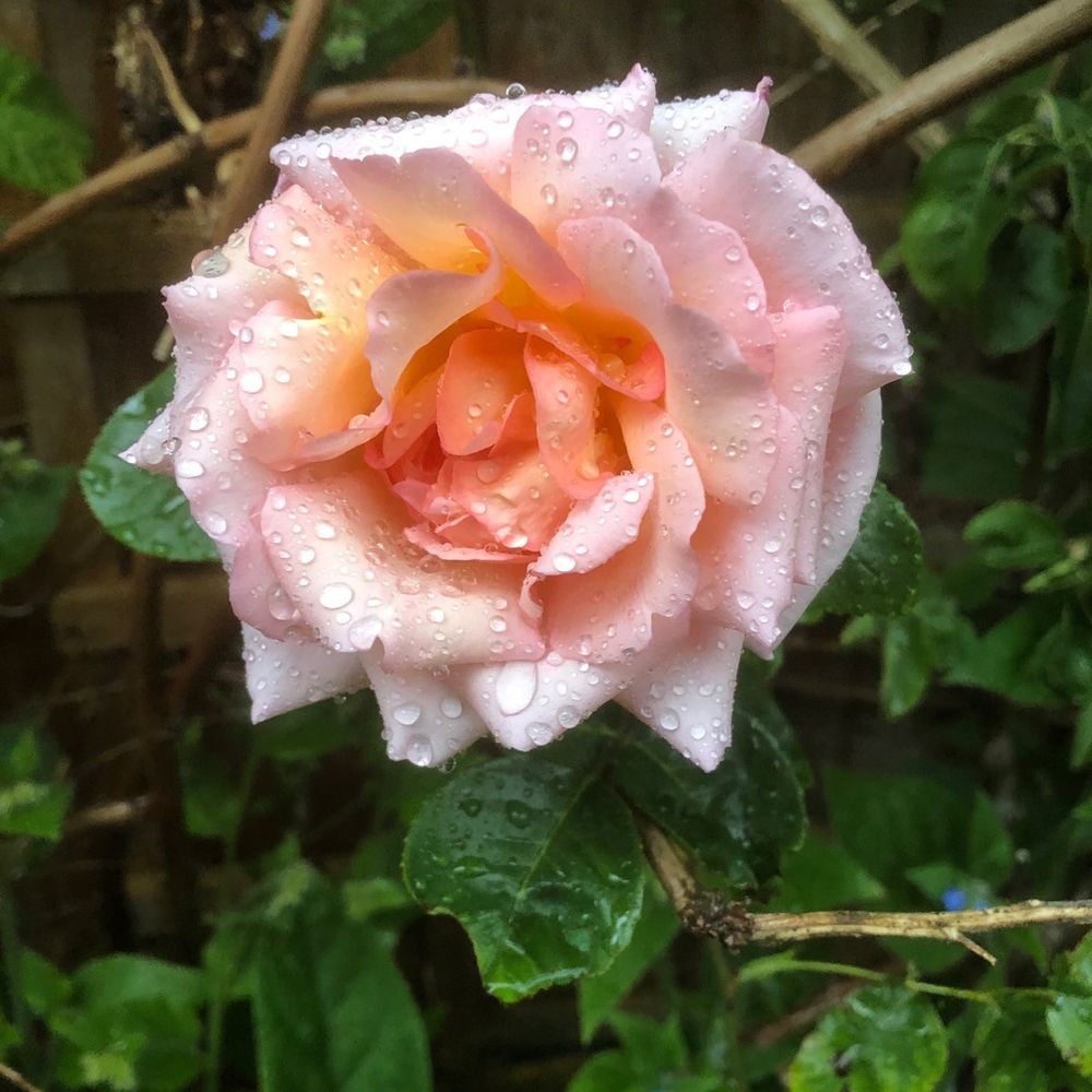 ark1earth.bsky.social