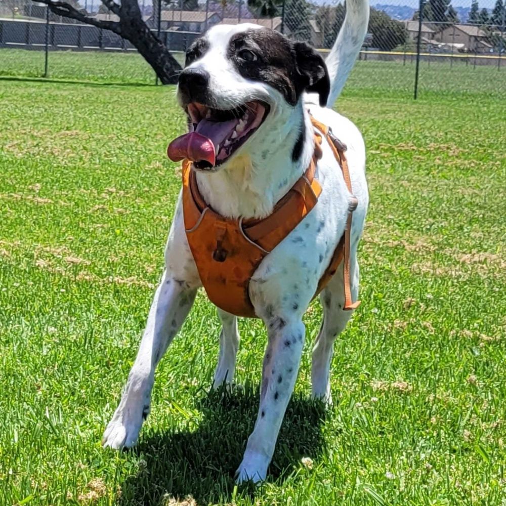 Finn Dog