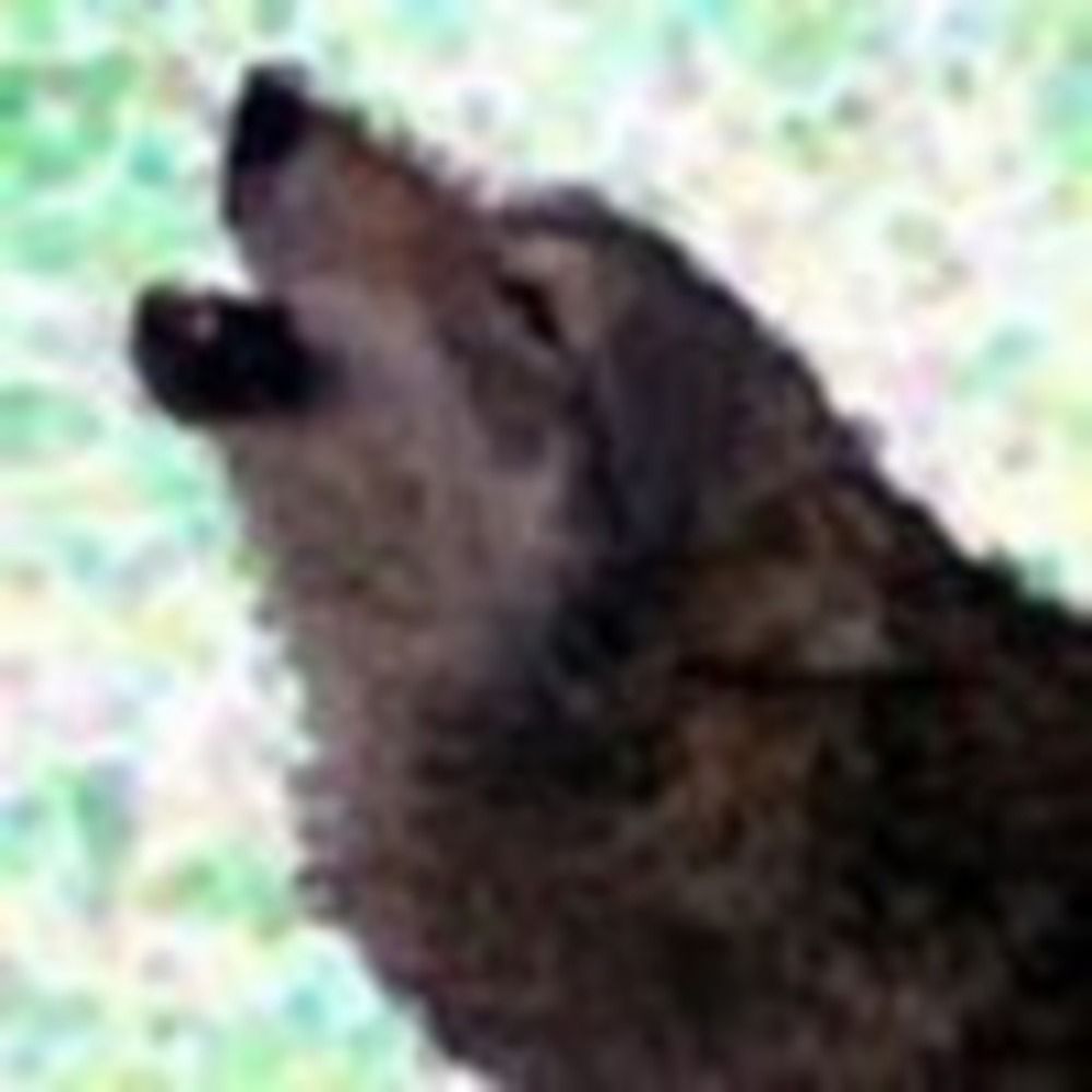 jwolf