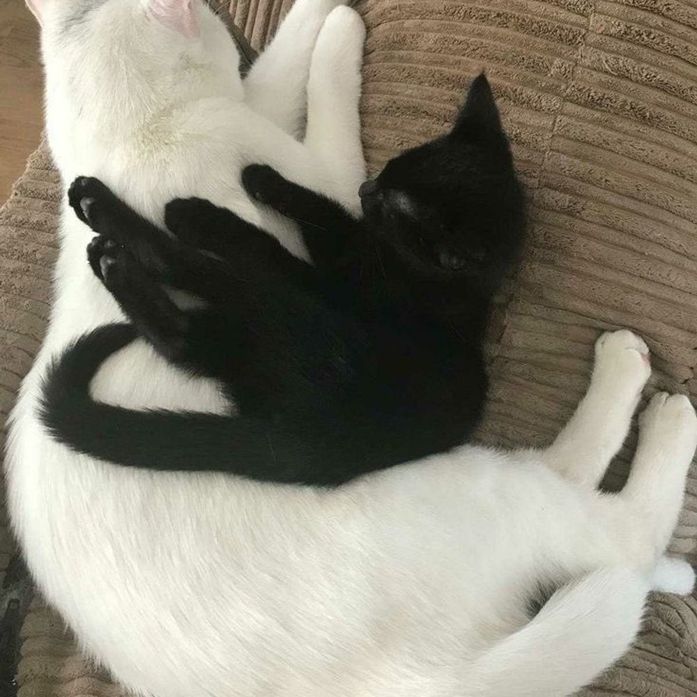 비달