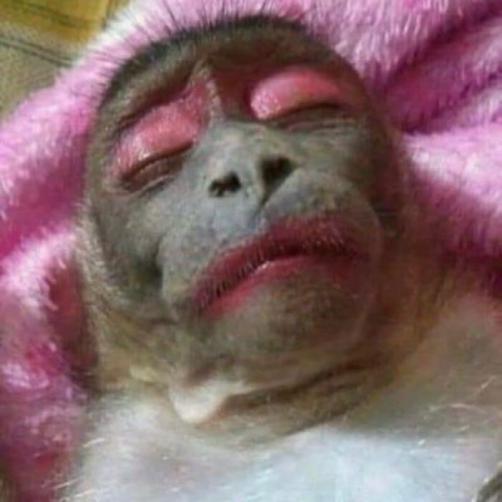 rebeca