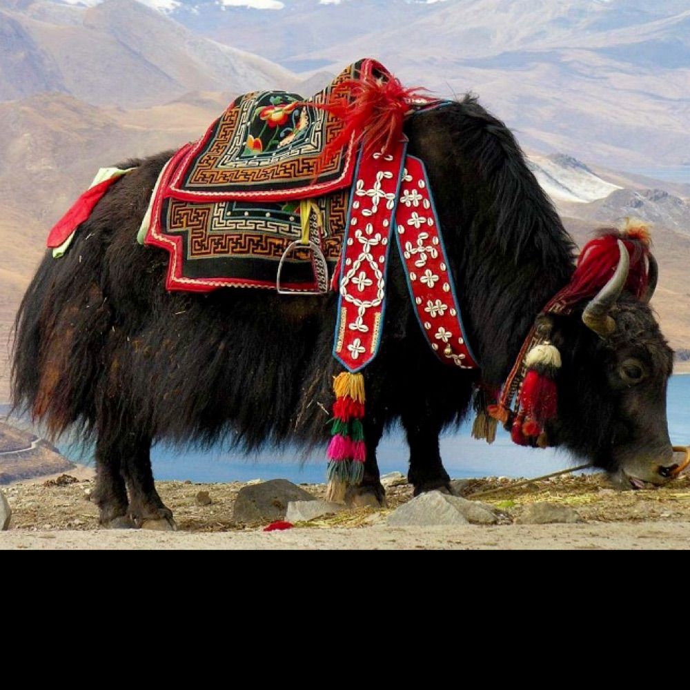Norbu