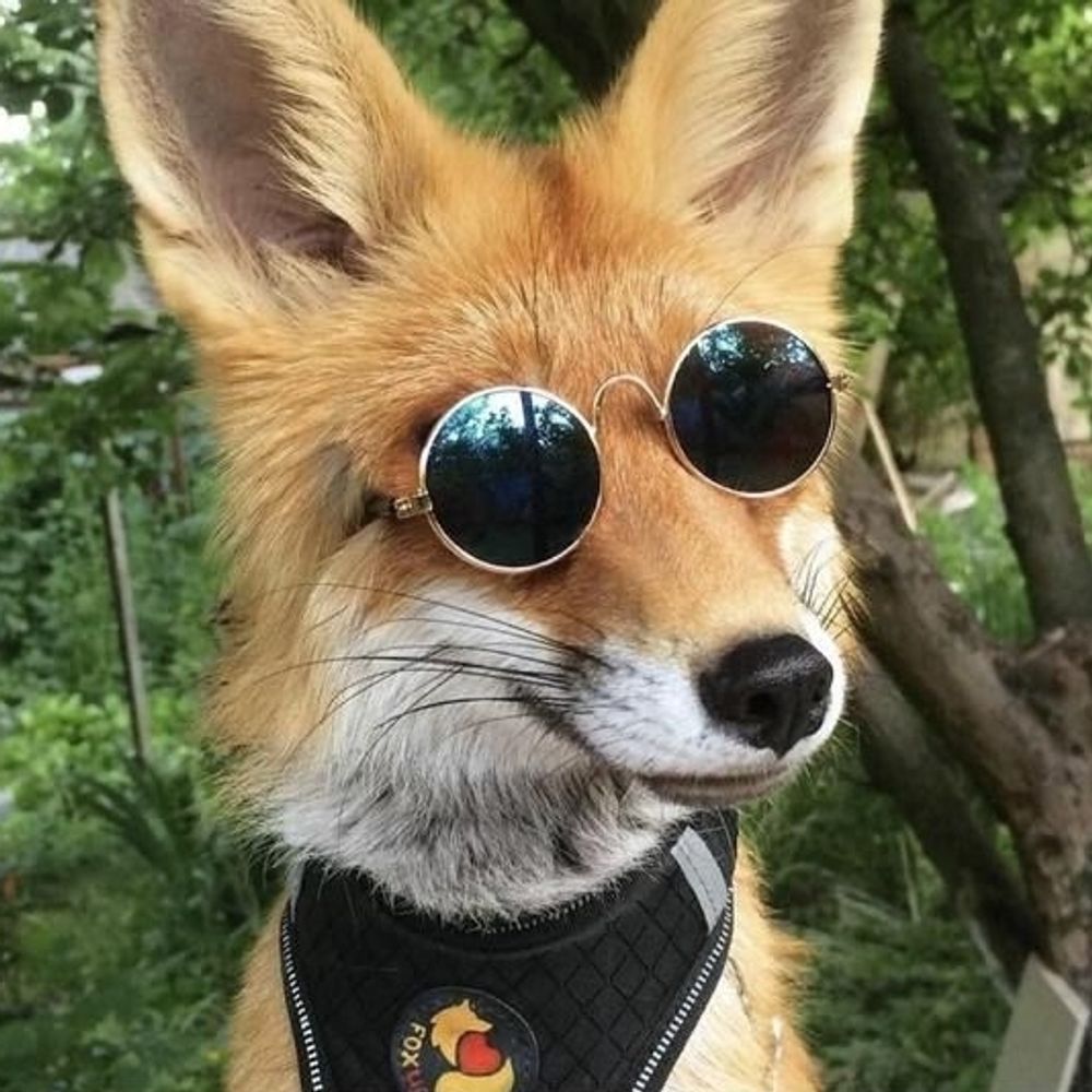 themagicbluefox.bsky.social profile picture