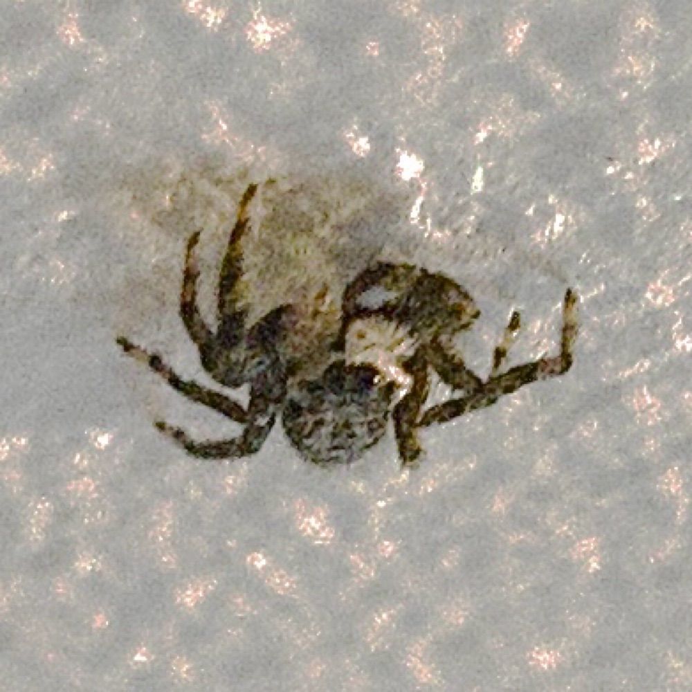 small enemy spider
