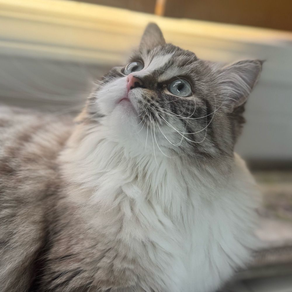 Mel