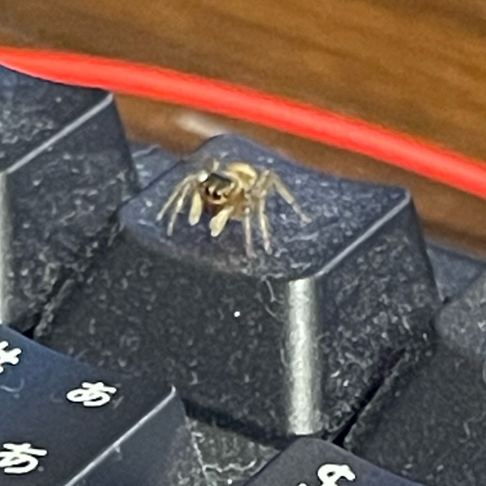 ペリスカイ