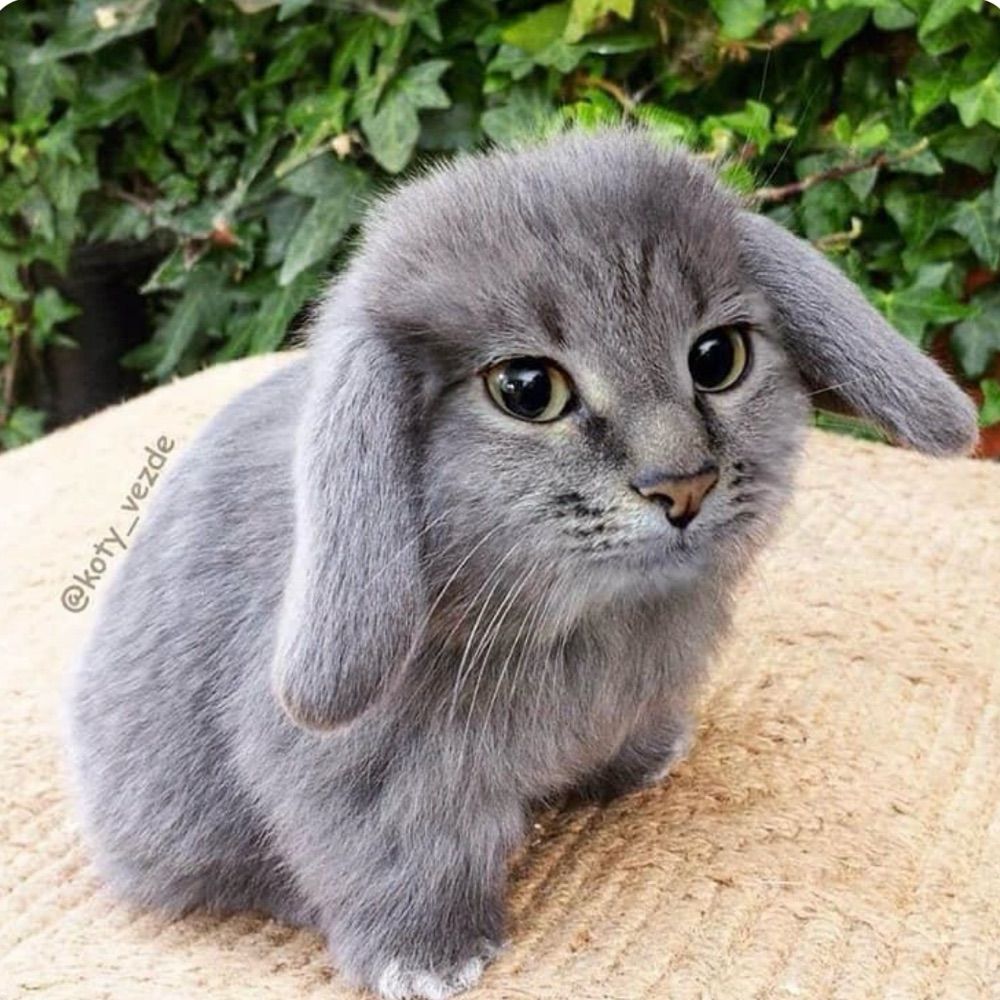 Bunny