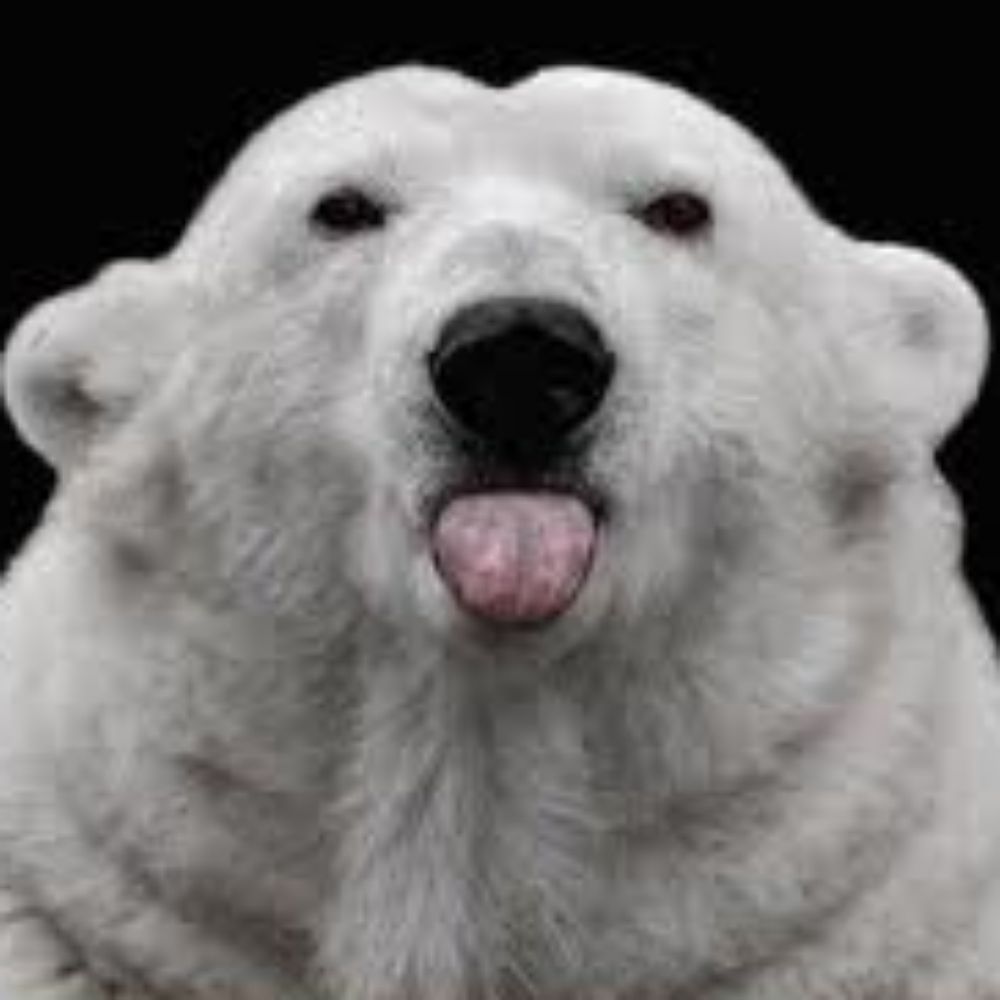 rufus666