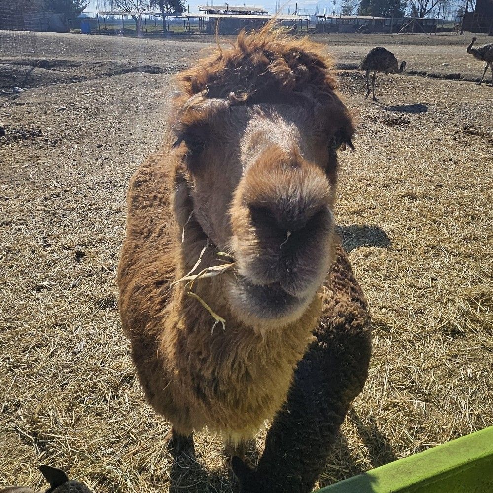 Marcelo